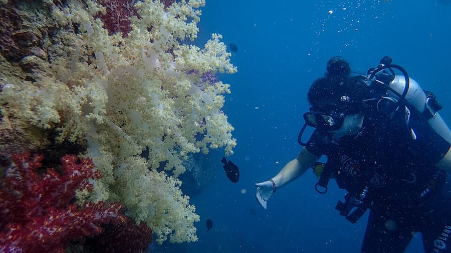 A scuba diver beside soft coral in the Andaman Sea