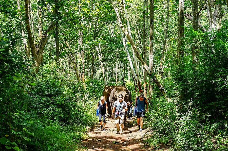 An elephant walking along a forest path with visitors at a Thai sanctuary