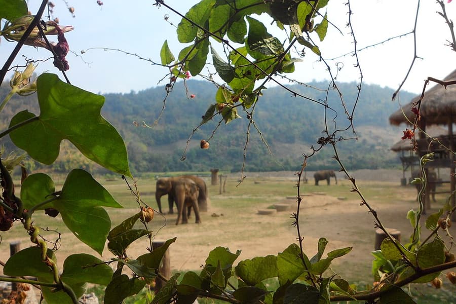 Elephants in open grassland, seen from a distance at a Thai sanctuary